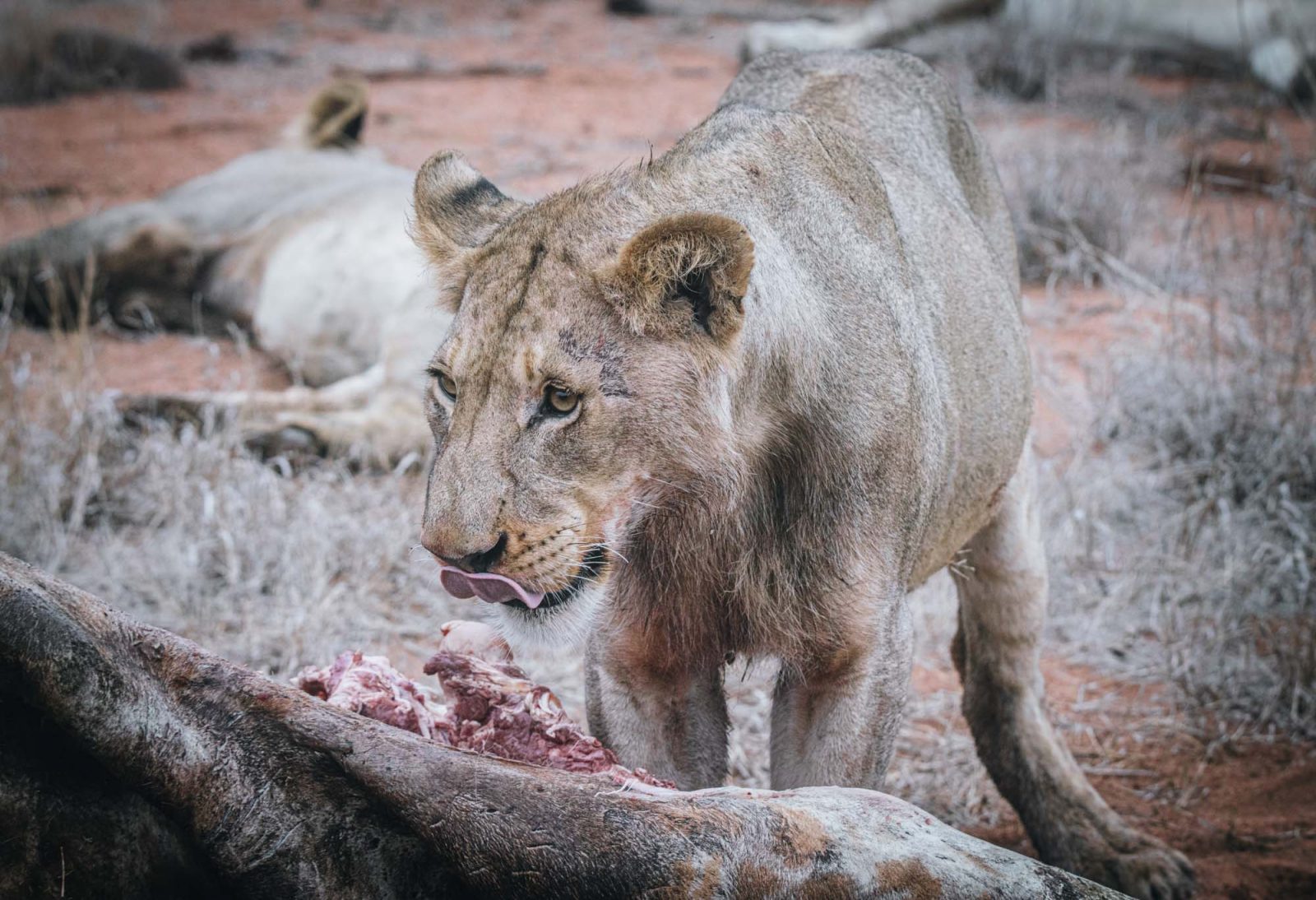 South Africa Kruger Timbavati safari lion kill 02377
