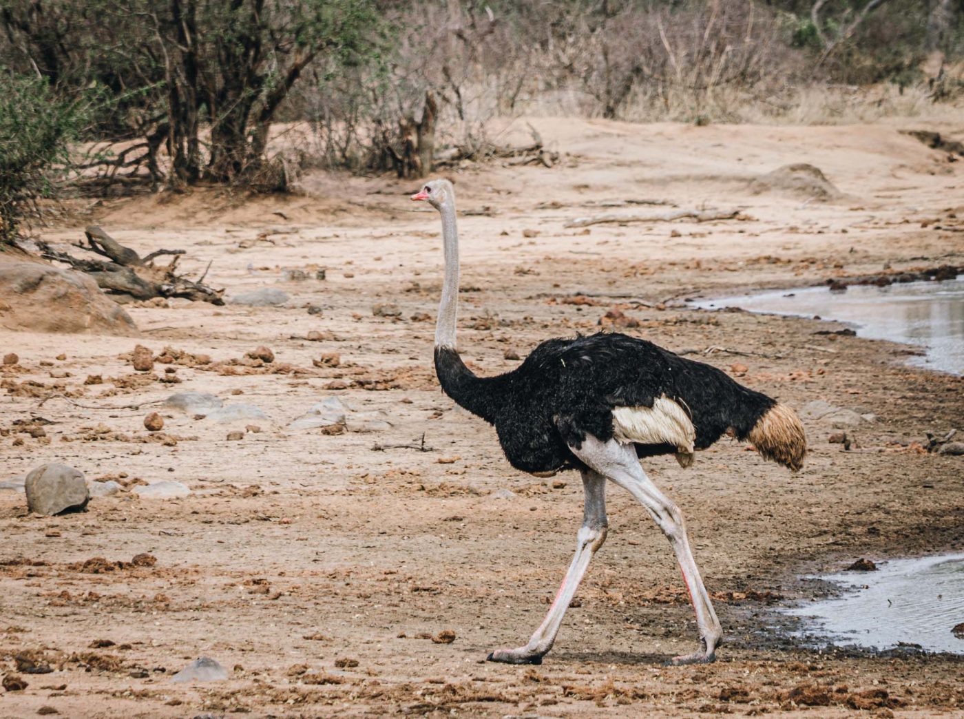 South Africa Kruger Timbavati safari ostrich 02762