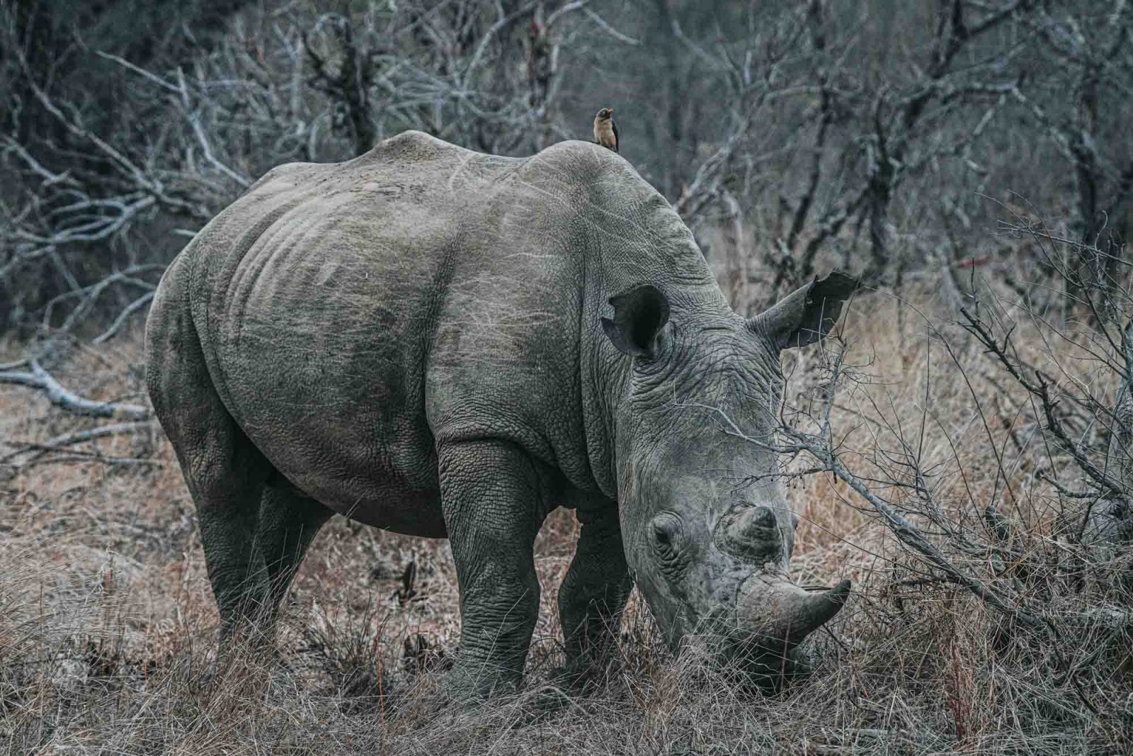 South Africa Kruger Timbavati safari rhino 02361