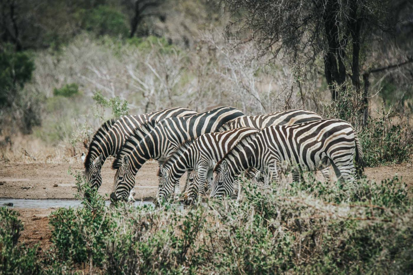 South Africa Kruger Timbavati safari zebra 02571