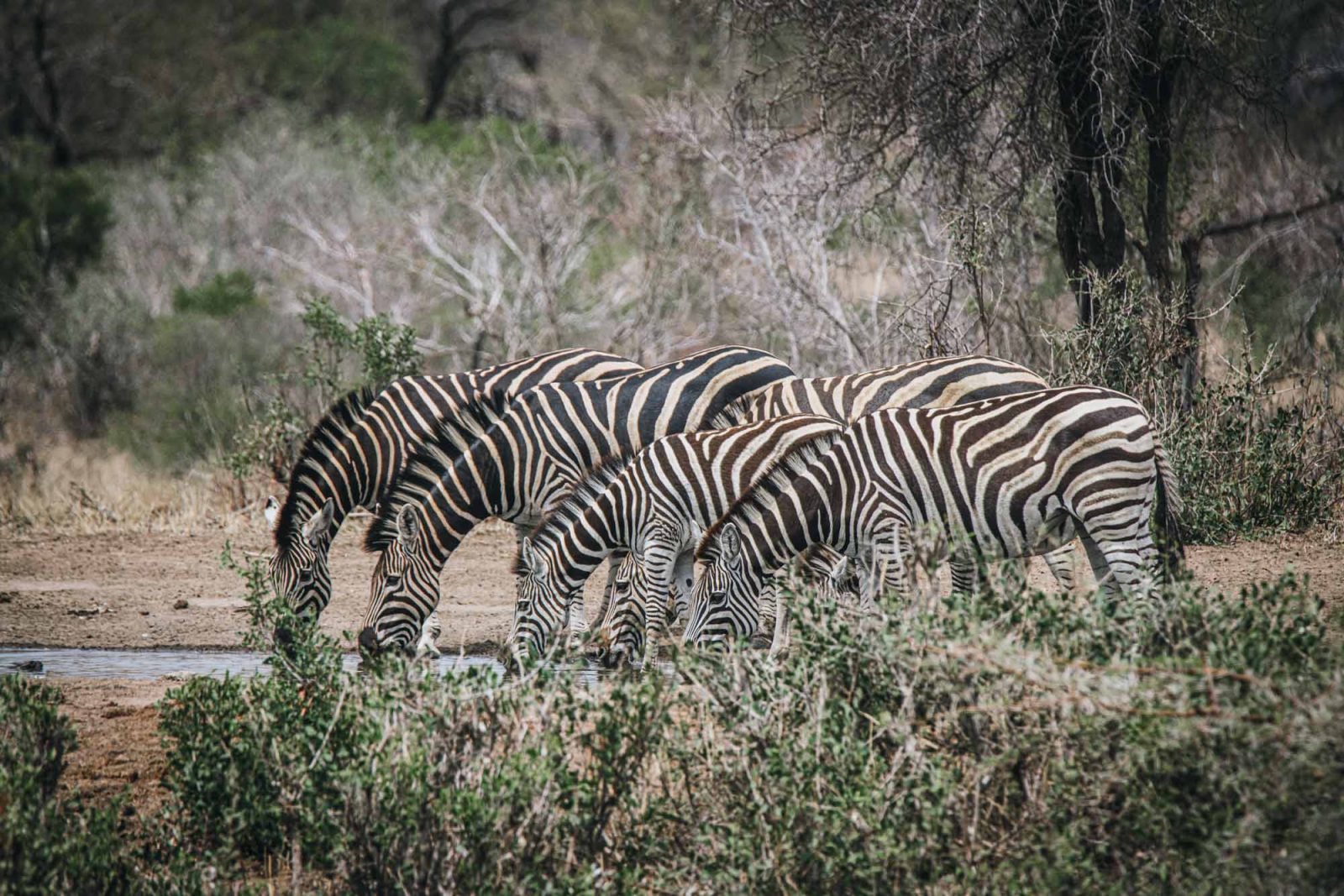 South Africa Kruger Timbavati safari zebra 02571 2