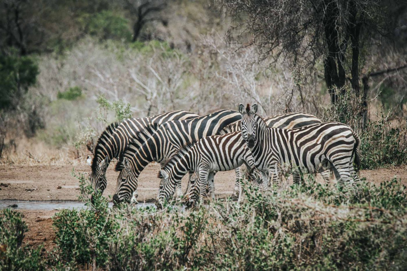 South Africa Kruger Timbavati safari zebra 02572