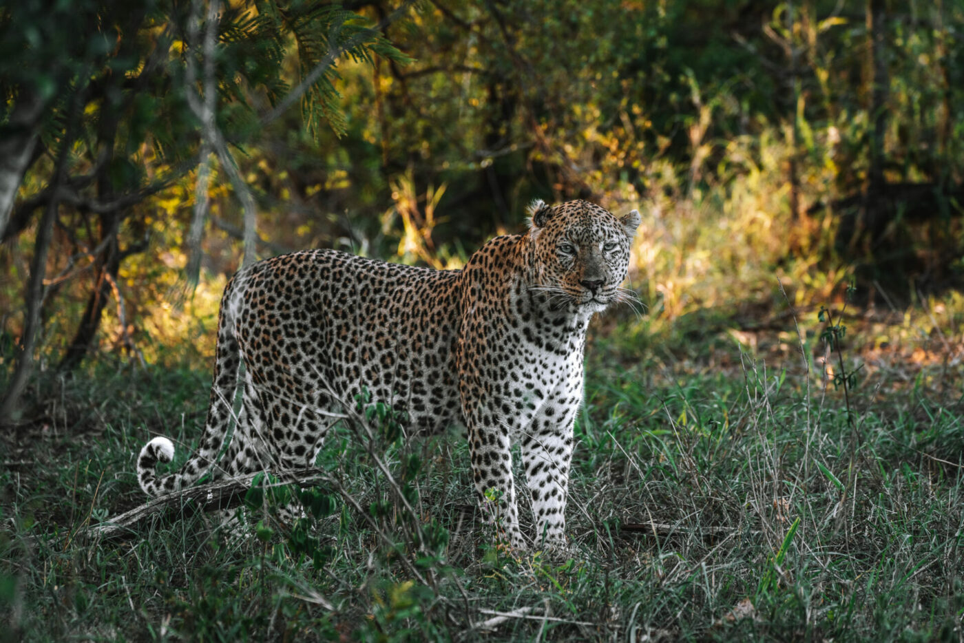 South Africa Kruger andBeyond Ngala safari leopard 01845
