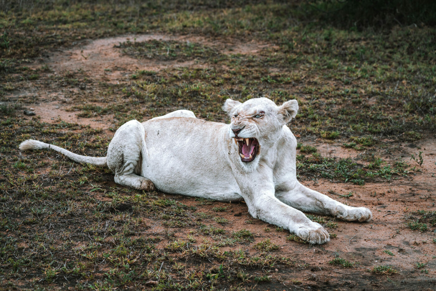 South Africa Kruger andBeyond Ngala safari lion 01759