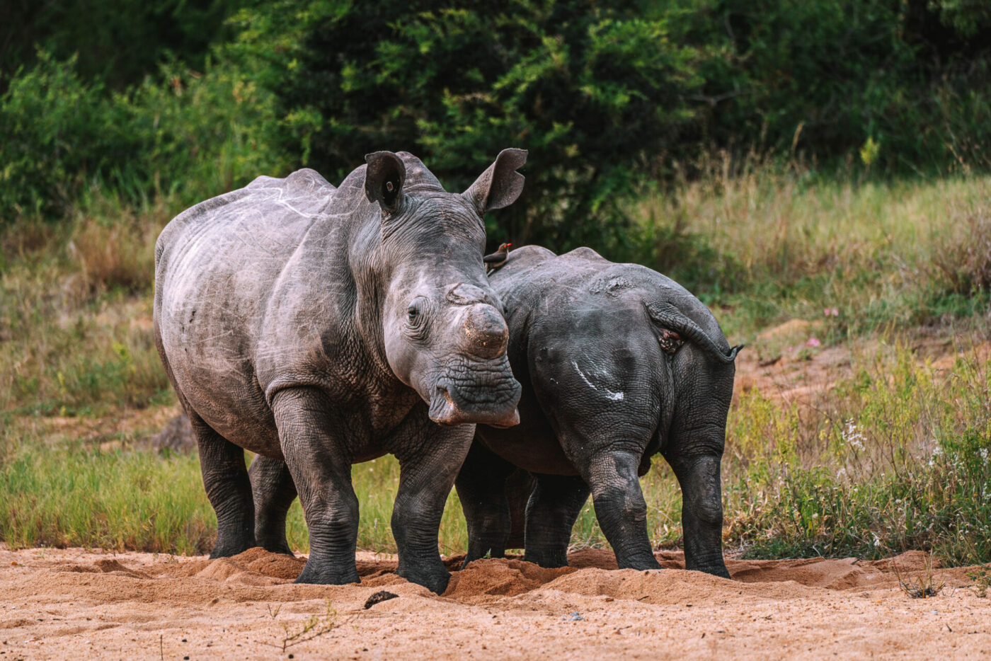South Africa Kruger andBeyond Ngala safari rhino 01888