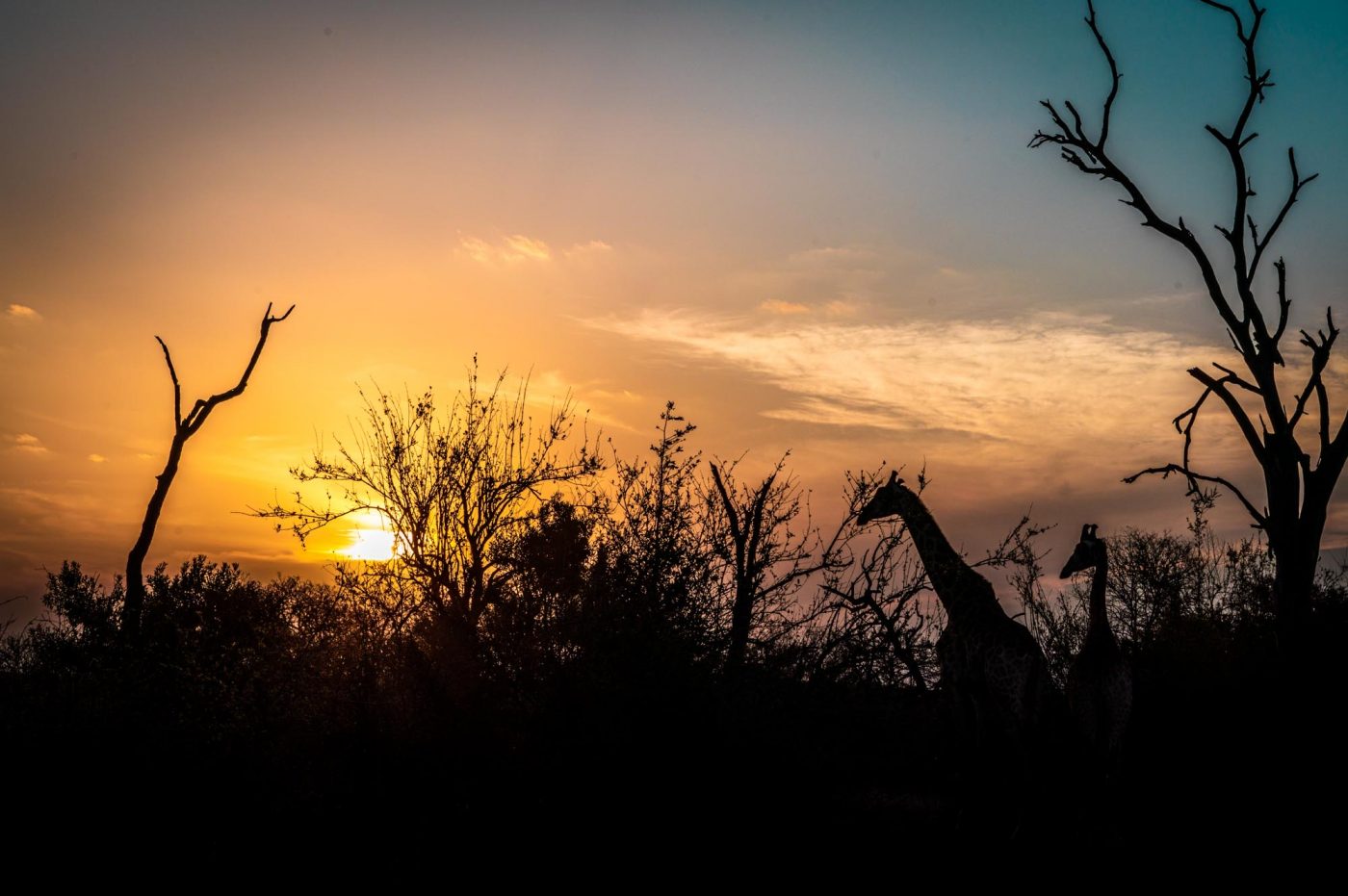 South Africa Makalali giraffe sunset 03325
