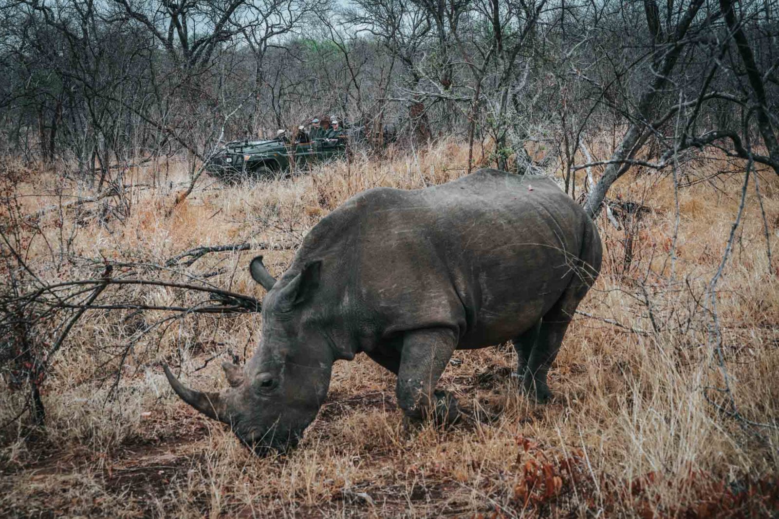 South Africa Makalali rhino 03366
