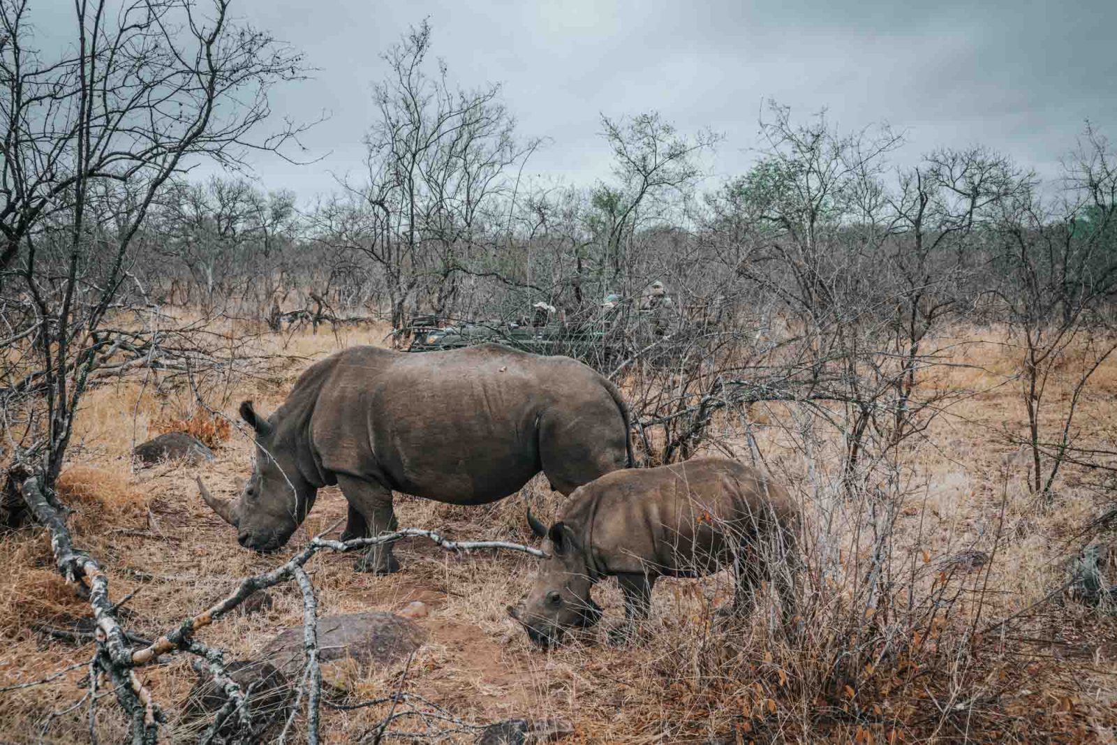South Africa Makalali rhino baby mama 03370