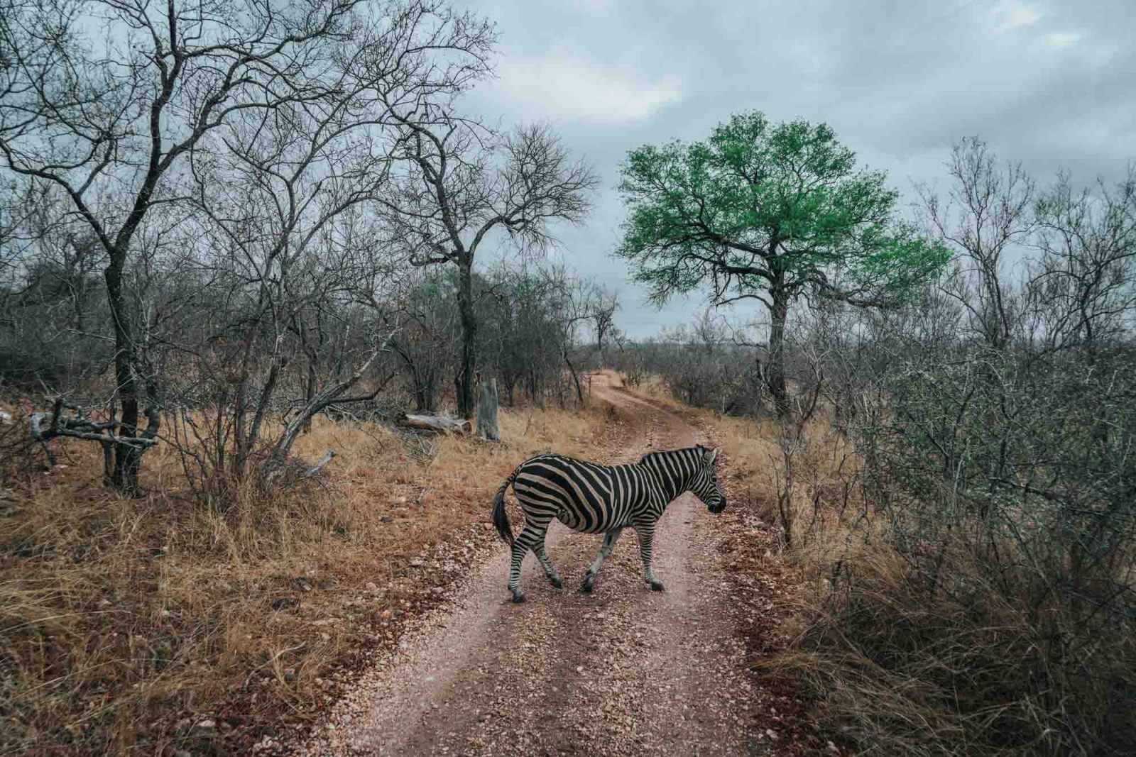 South Africa Makalali safari zebra 03380