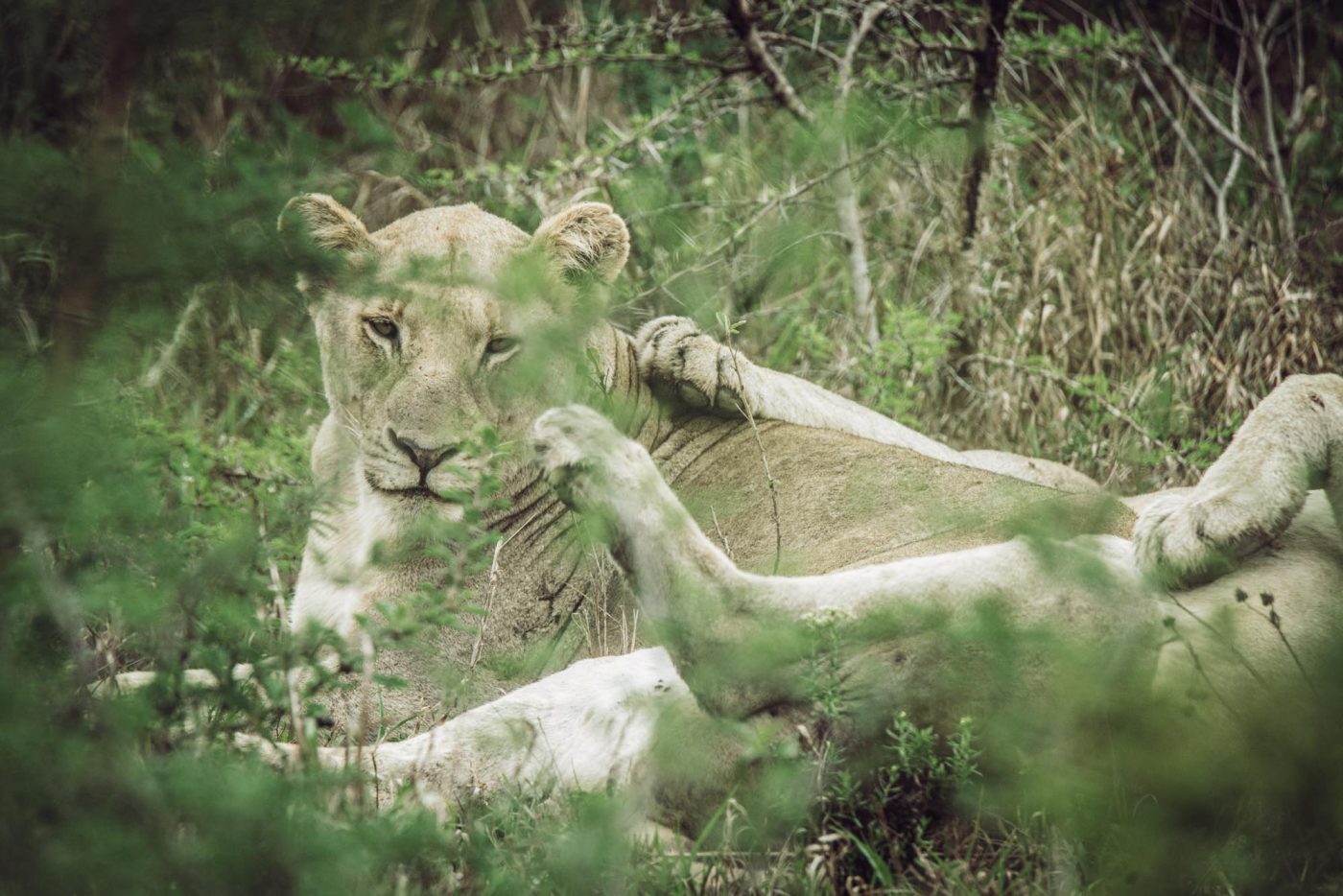 South Africa South Africa iMfolozi Park safari lion 03898