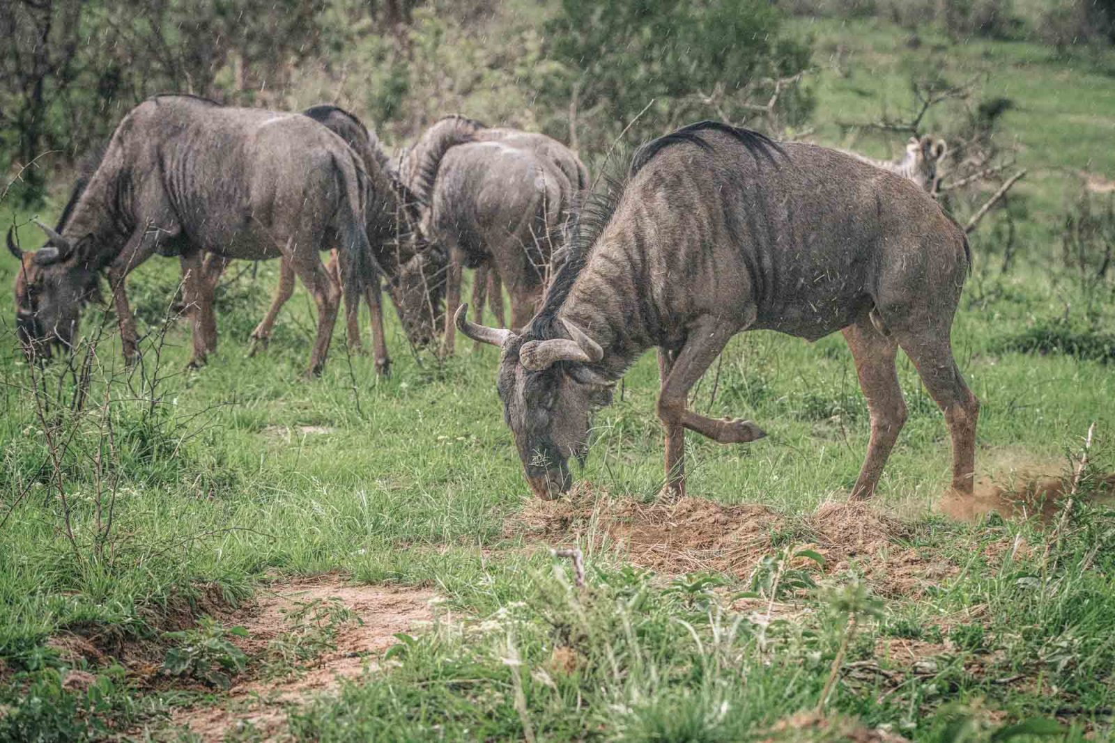 South Africa South Africa iMfolozi Park safari wildebeest 03848