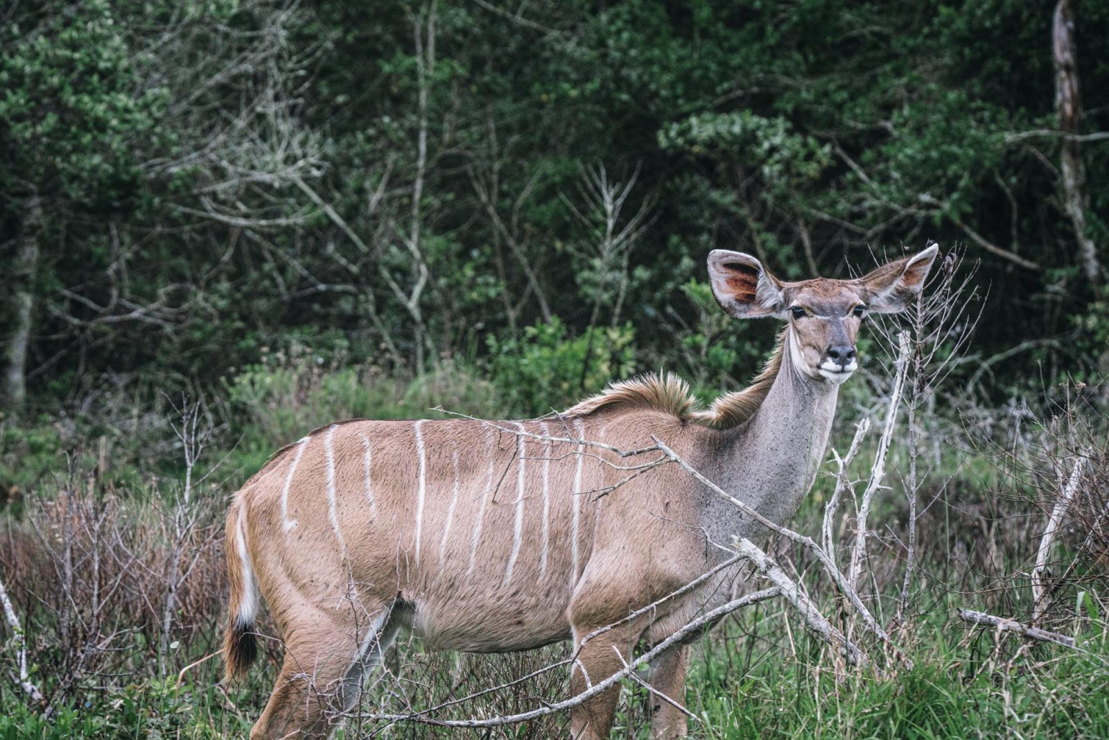 Kudu in iSimangaliso National Park