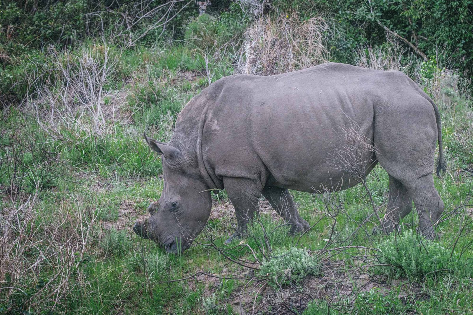 South Africa St Lucia iSimangaliso Wetland Park safari rhino 03647