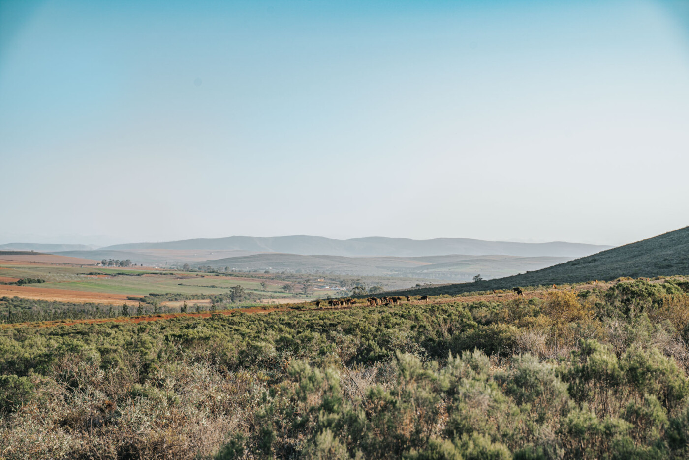 Jan Harmsgat Country House & Farm, Swellendam, South Africa