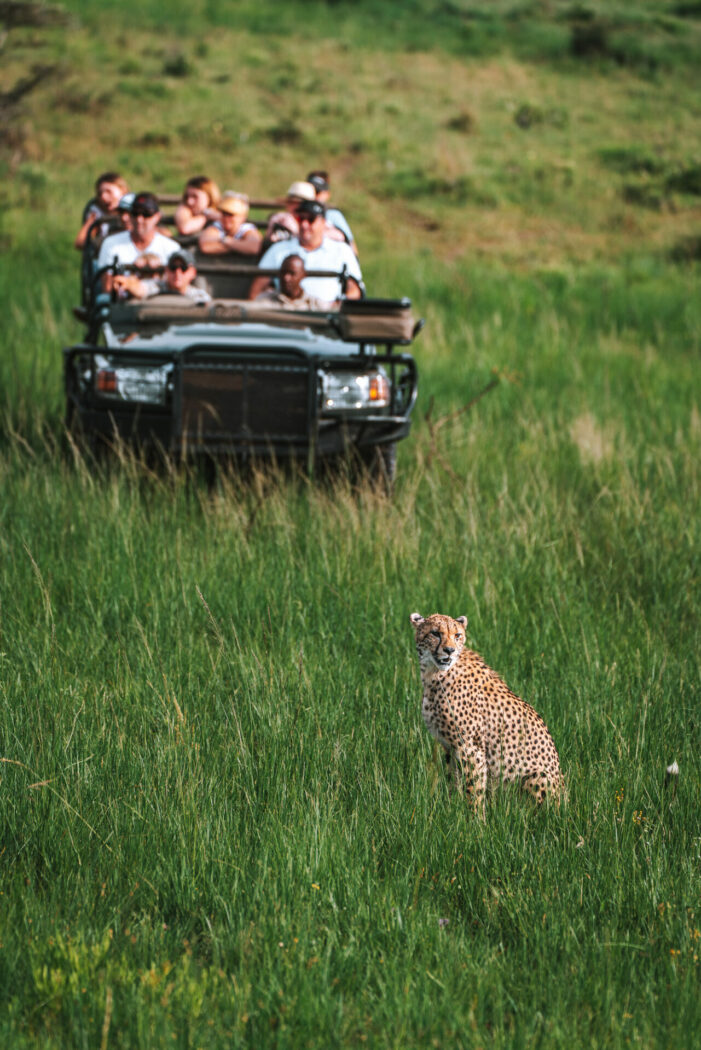 South Africa andBeyond Phinda Game Reserve Safari cheetah 02343