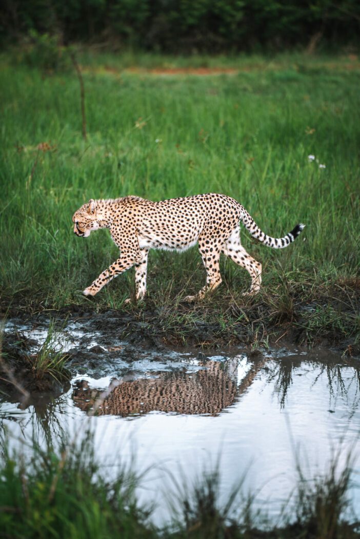 South Africa andBeyond Phinda Game Reserve Safari cheetah 06480