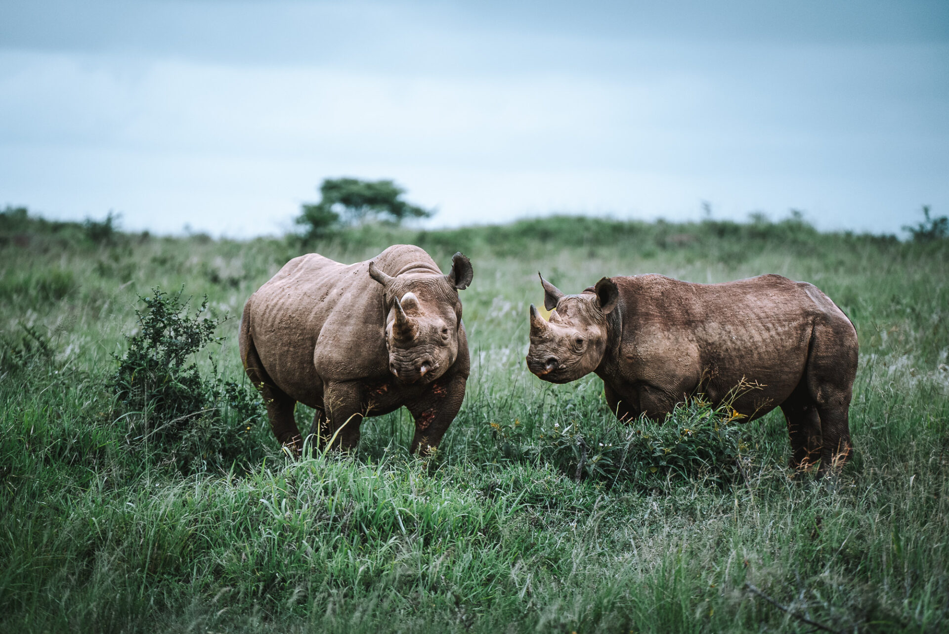 South Africa andBeyond Phinda Game Reserve Safari rhino 06437
