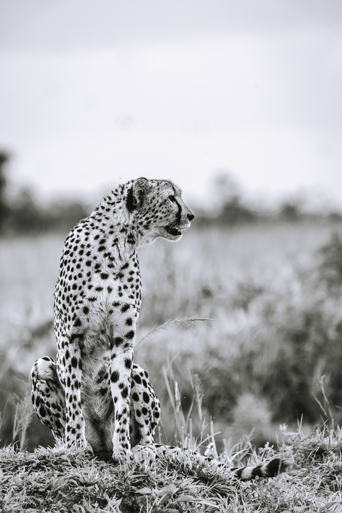 South Africa andBeyond Phinda Game Reserve safari cheetah 02428