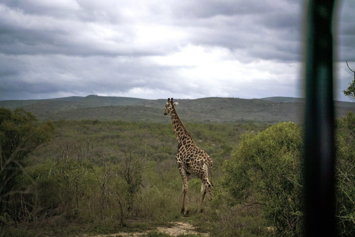 South Africa iMfolozi Park Rhino Ridge A7R03857