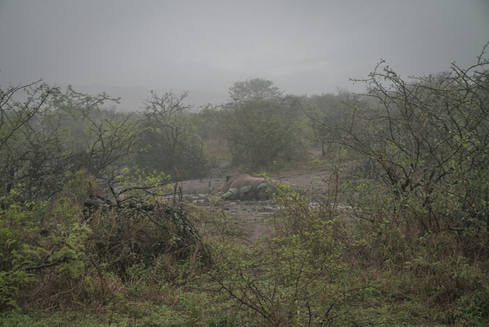 Rhino wollowing in mud at Hluhluwe-IMfolozi Park 