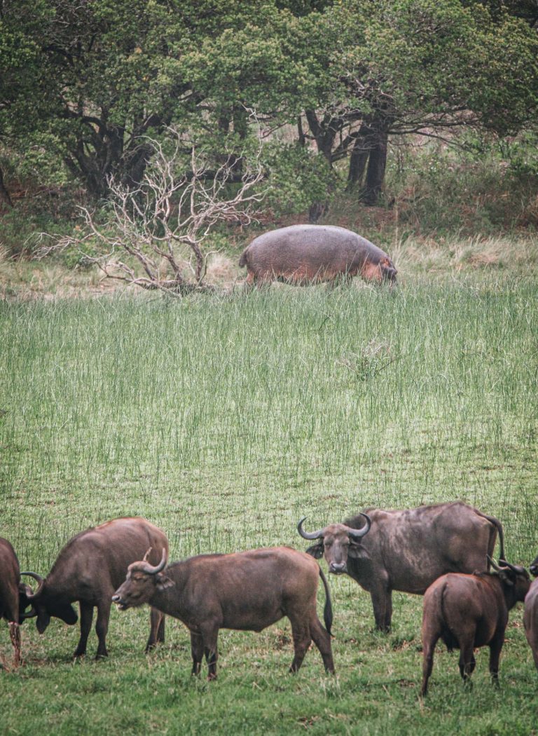 South Africa iSimangaliso Wetland Park buffaloes 03628
