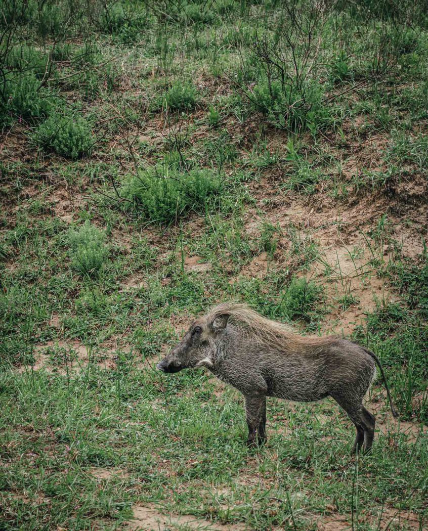 South Africa iSimangaliso Wetland Park warthog 03699