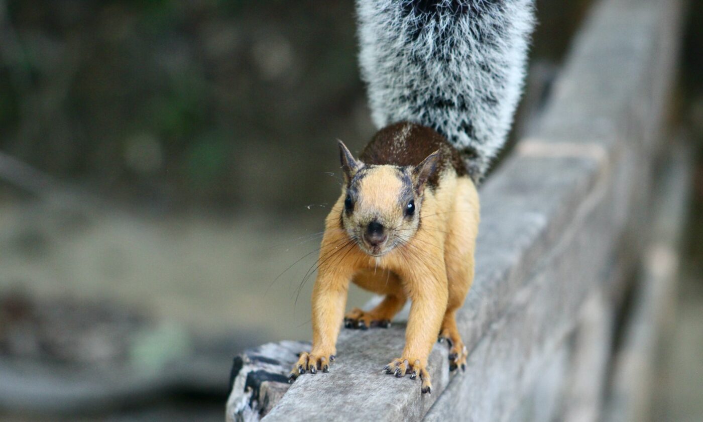 Squirrel spotted in Curu Reserve, paquera