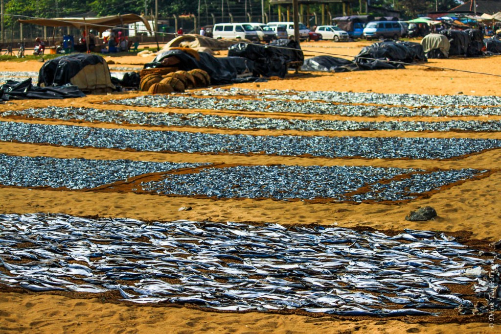 Dried fish in Negombo, Sri Lanka