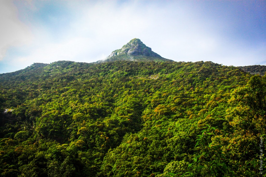 Sri Pada (Adam's Peak) from afar. The path to the top consists of over 5,000 steps, yet hundreds of thousands of locals and travelers clim to the top of this peak on a yearly basis