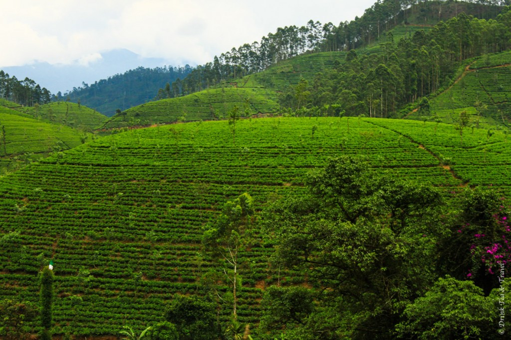 Rolling hills of the tea plantations in Sri Lanka's Hill Country. It's a must visit for any tea lover or a nature enthusiast.