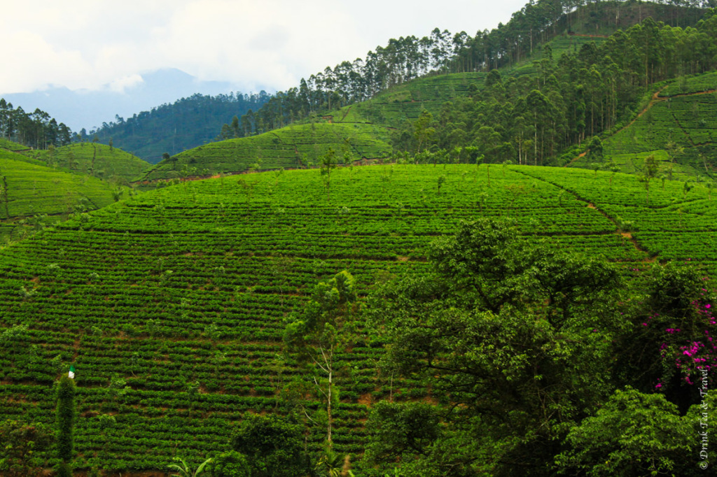 Rolling hills of tea plantations in Hill Country, Sri Lanka