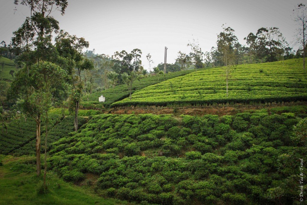 Hill Country, Sri Lanka