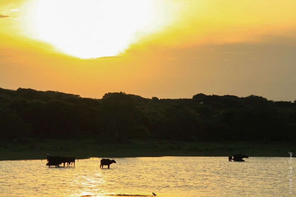 Waterbuffaloes and other animals enjoying a beautiful morning in Yala National Park. 