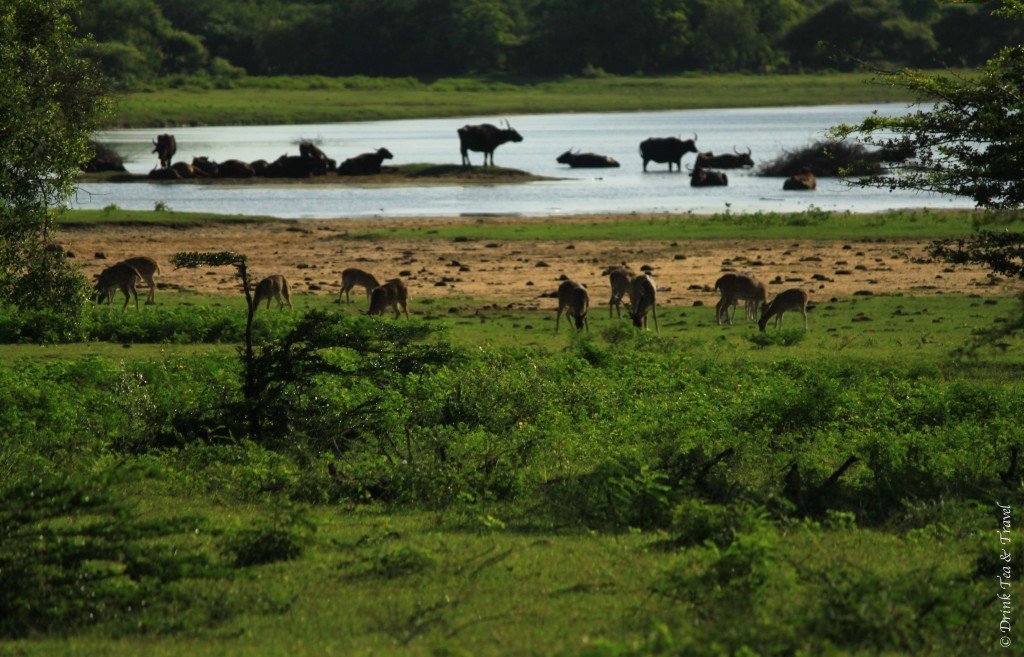 Life in Yala National Park, Sri Lanka