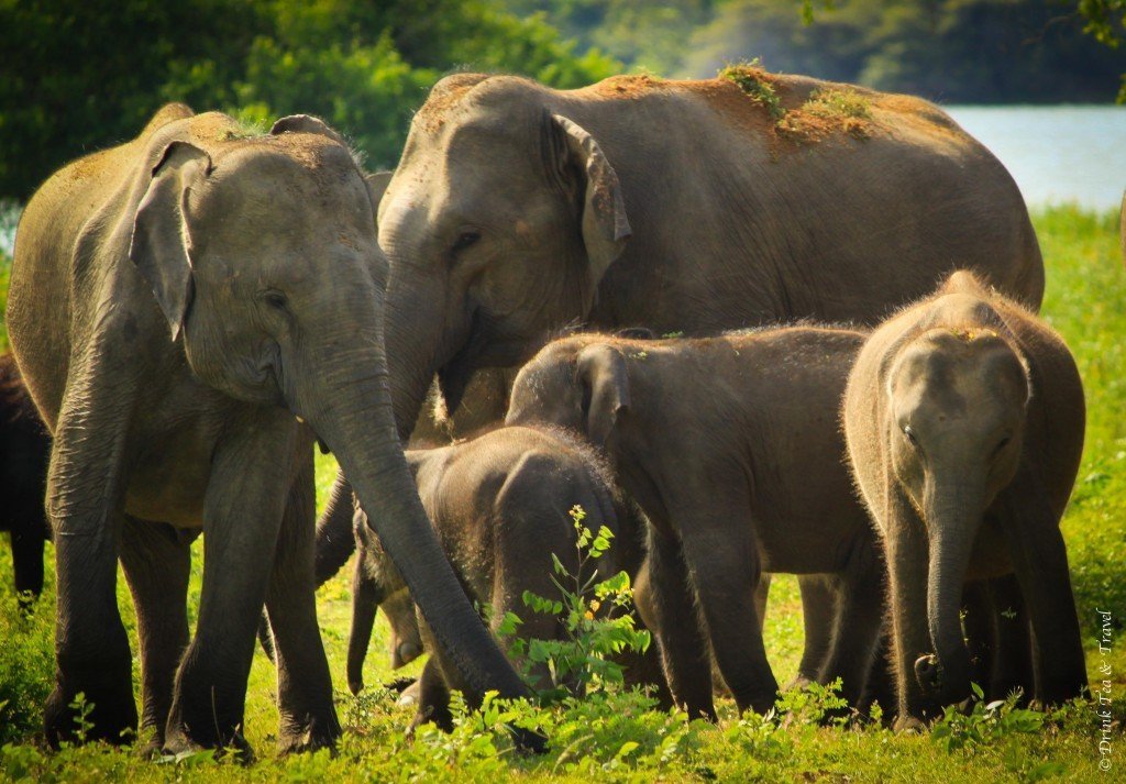 Elephants at Yala National Park, Sri Lanka 