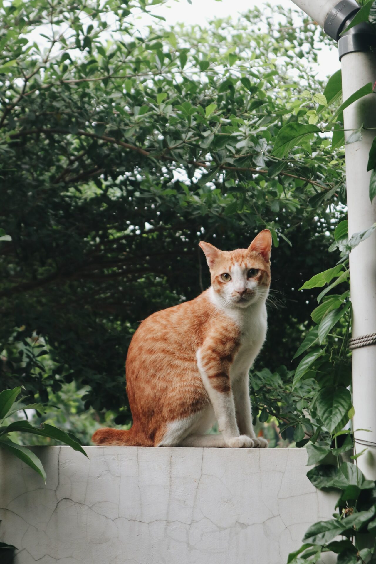 indonesian cats