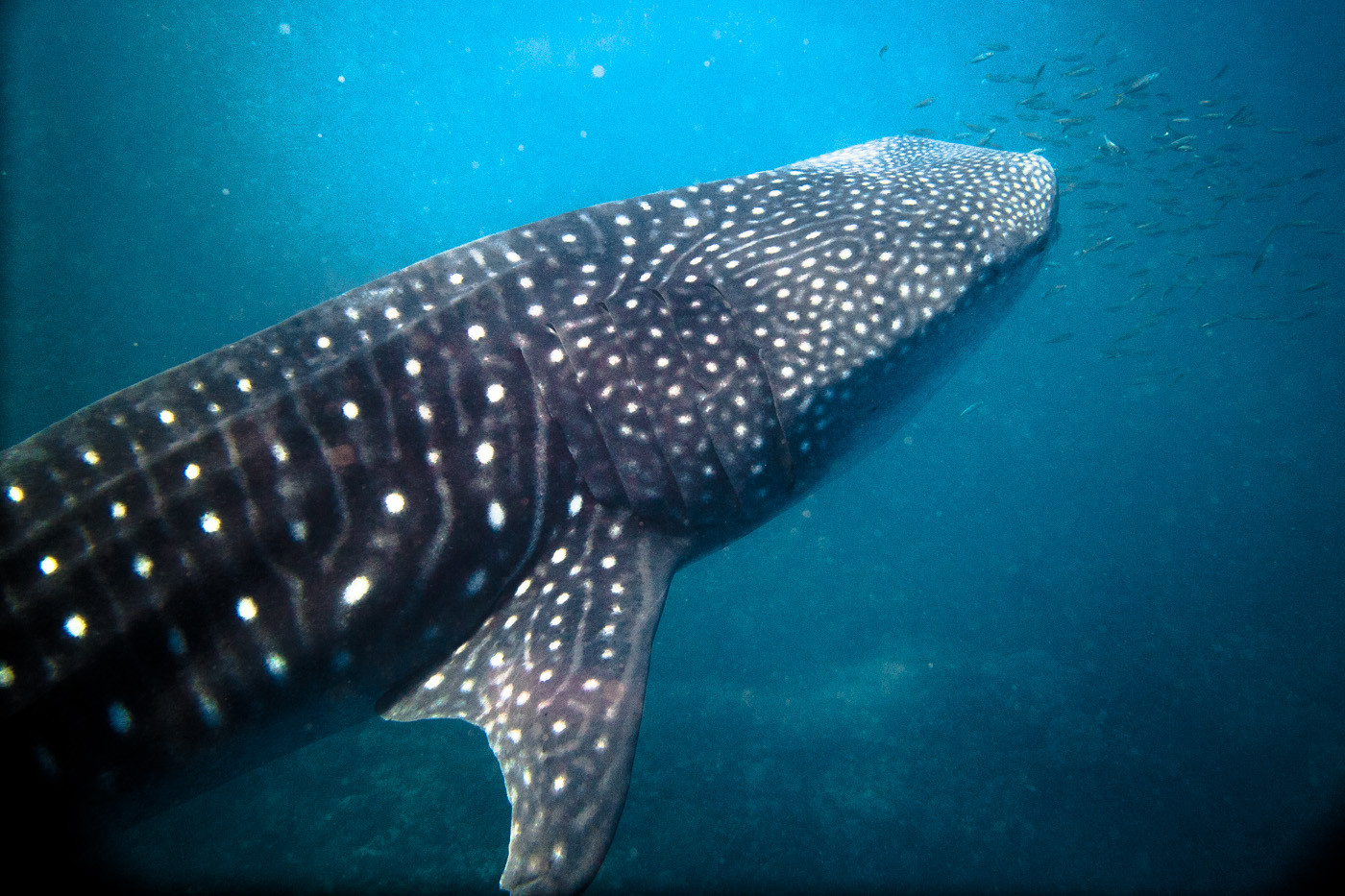 Swimming with Whalesharks at Ningaloo Reef
