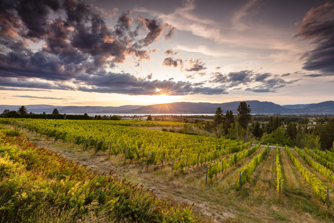 Best BC Wineries - Tantalus Vineyards Kelowna 