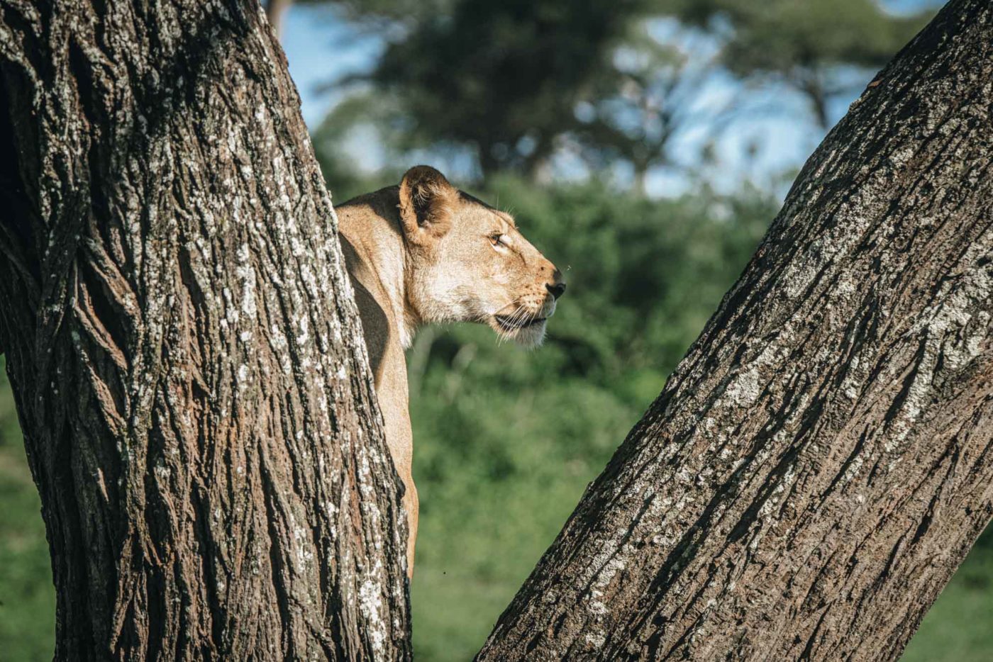 Tanzania Lemala Ndutu Serengeti lion 00035