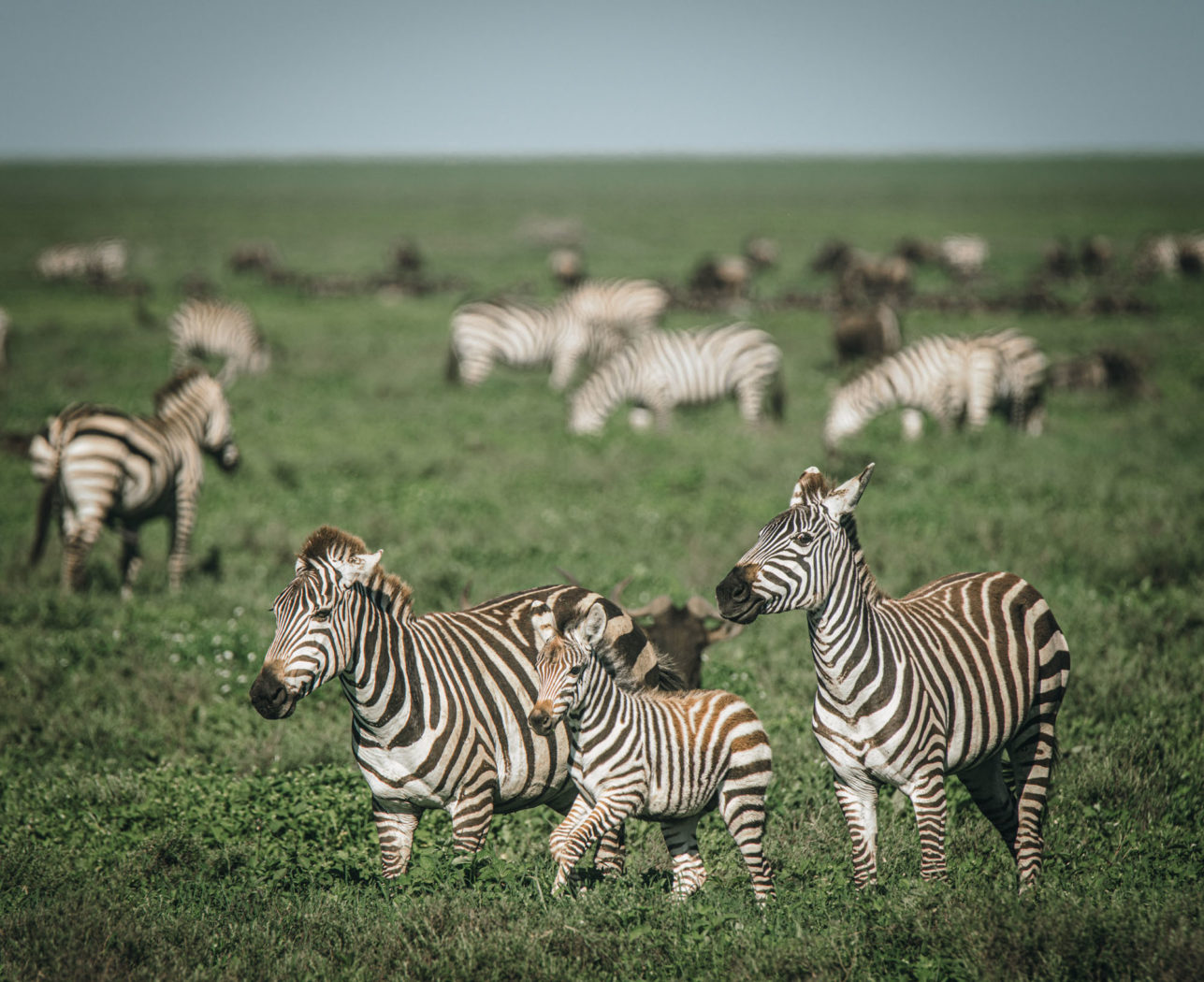 Tanzania Lemala Ndutu safari zebras 00259