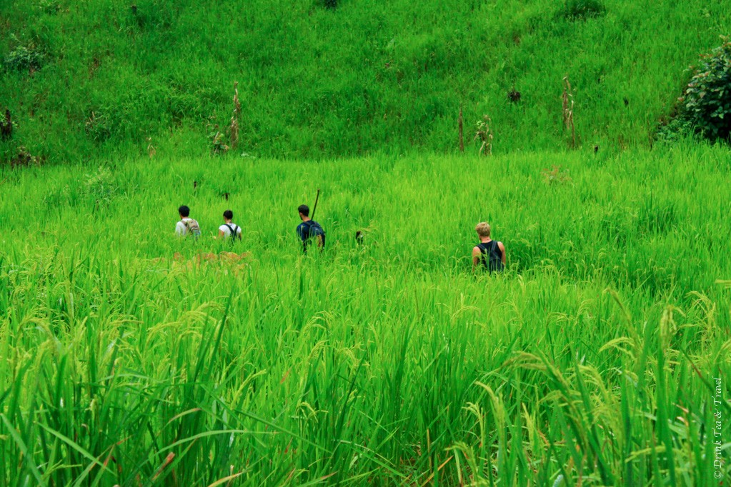 Trekking through the rice paddies on the way to the hilltribe village in Northern Thailand