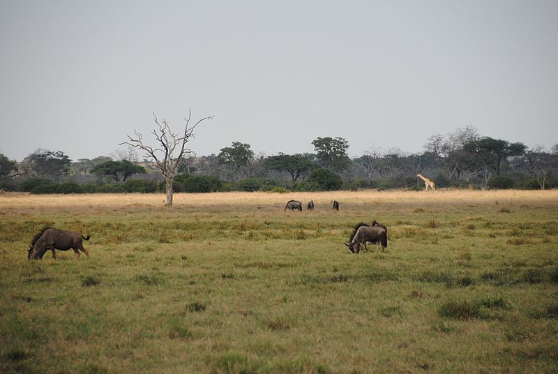 chobe national park botswana