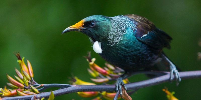 Must see things in New Zealand, a Tui bird