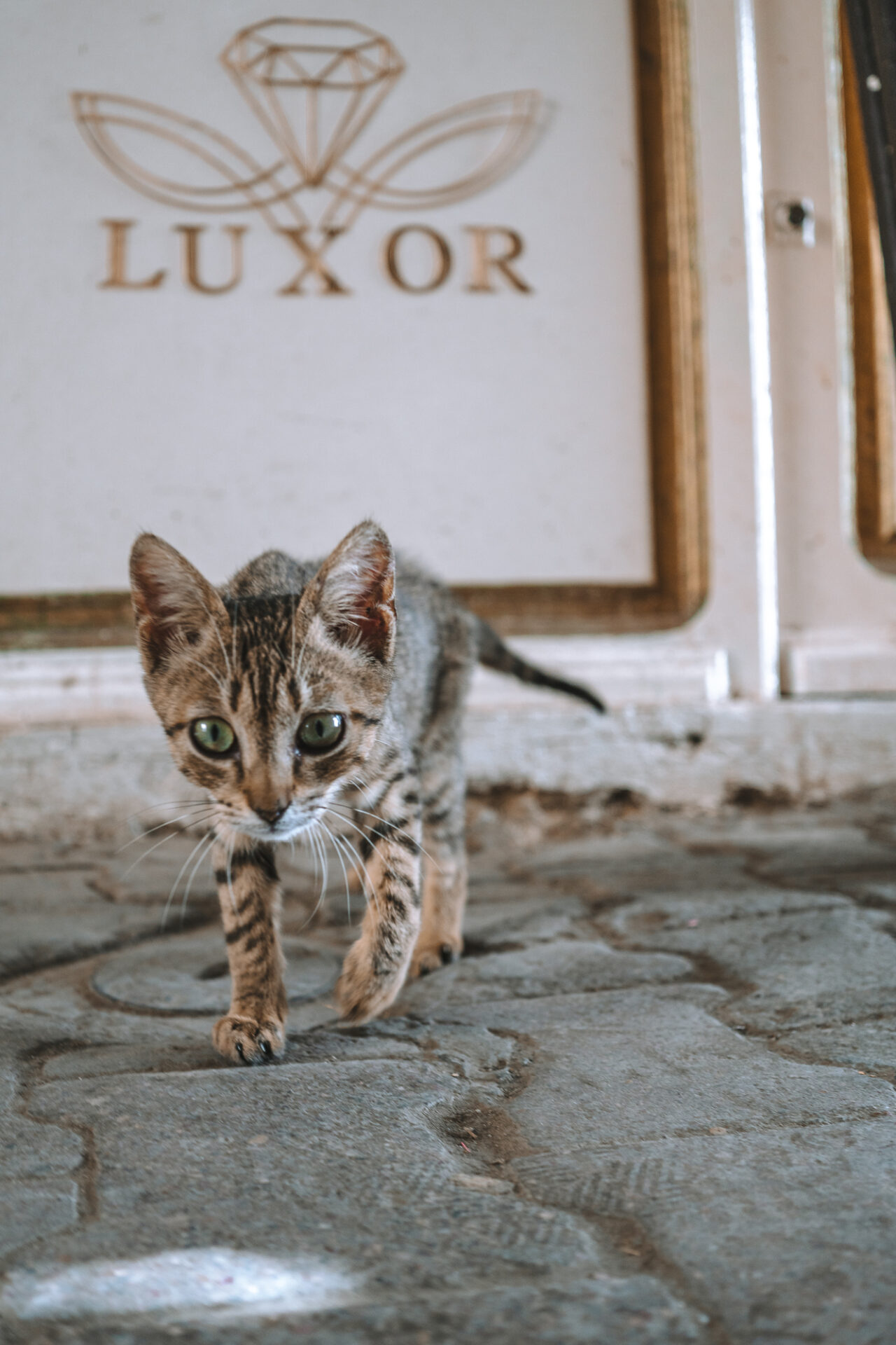 Stray cat in Tunis