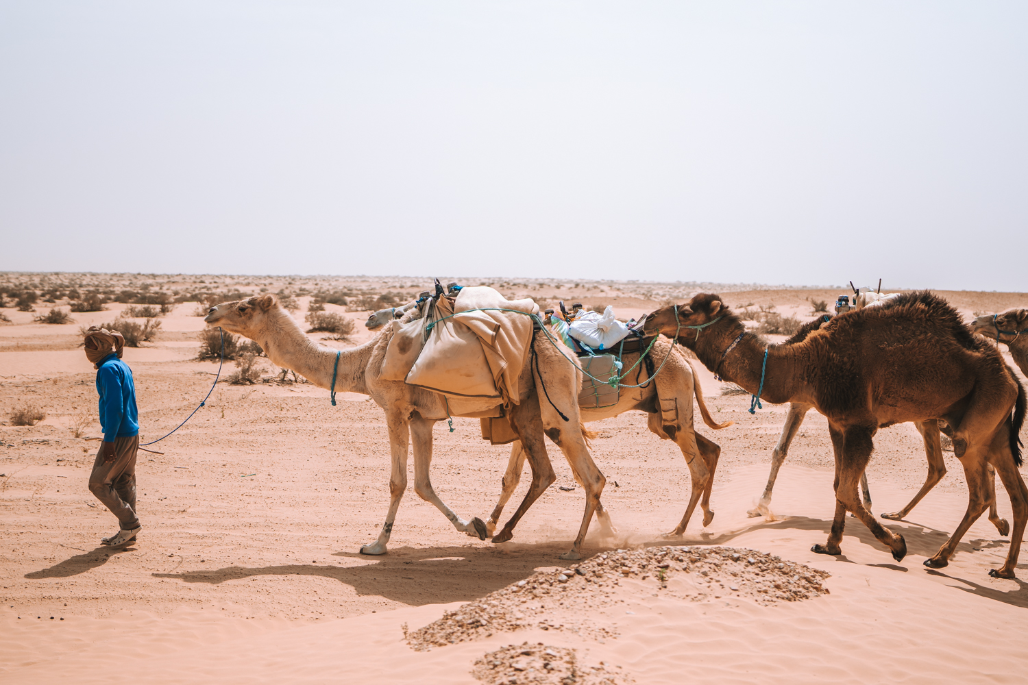 Camels in Sahara desert, things to do in Tunisia