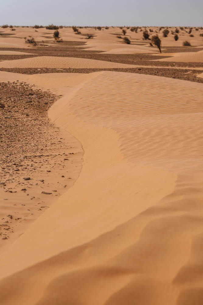 Sahara desert, Jebil National Park