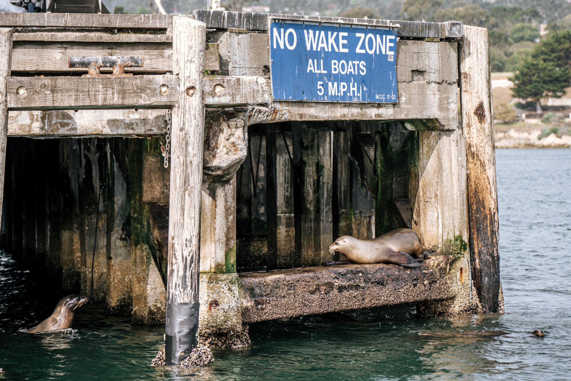 USA California Monterey sea lions 01337