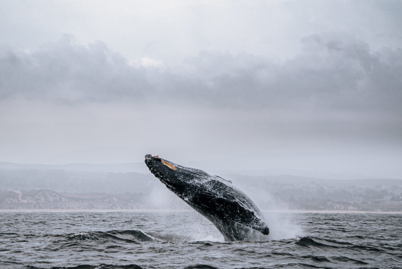 USA California Monterey whale watching 08090