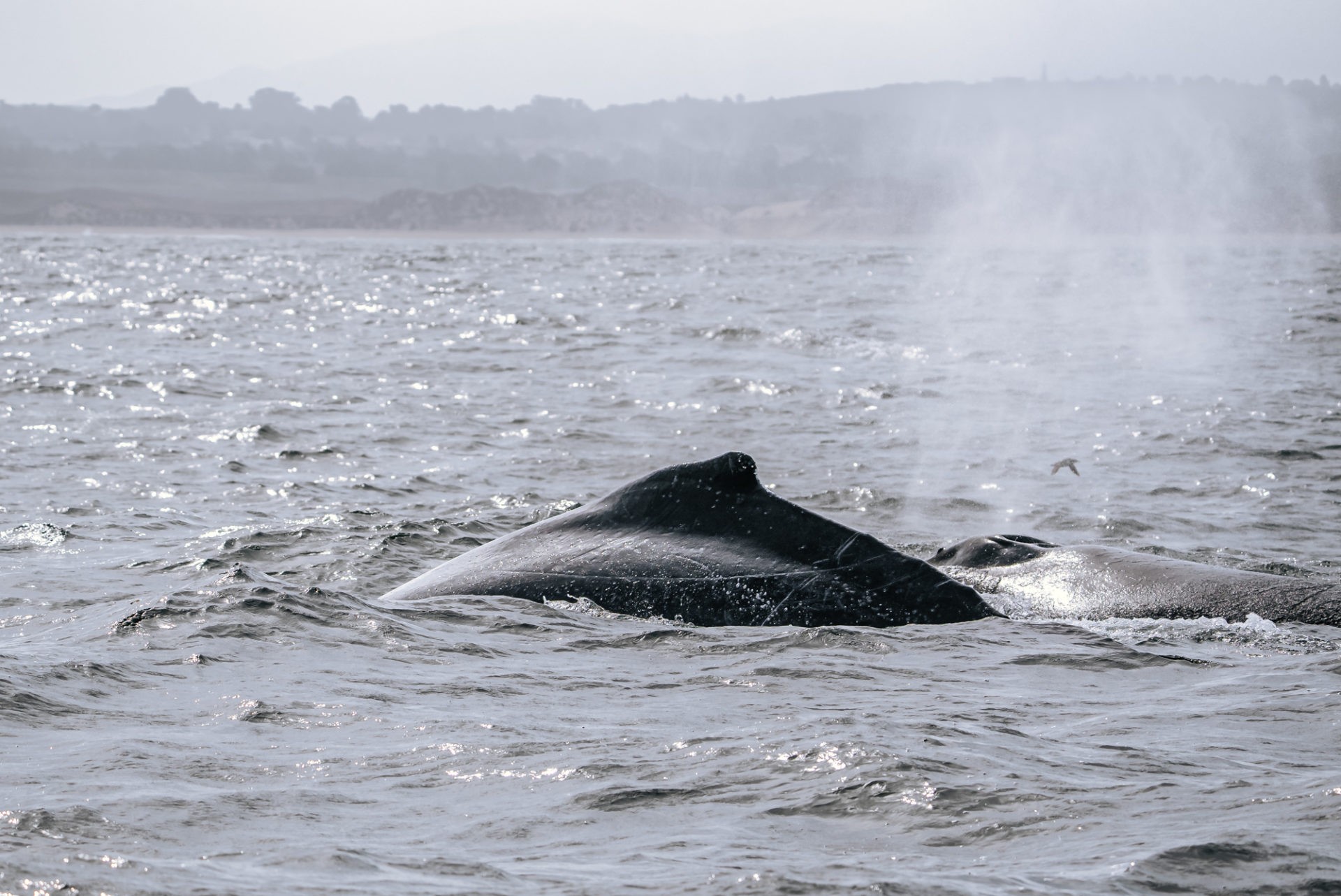 USA California Monterey whale watching 08107