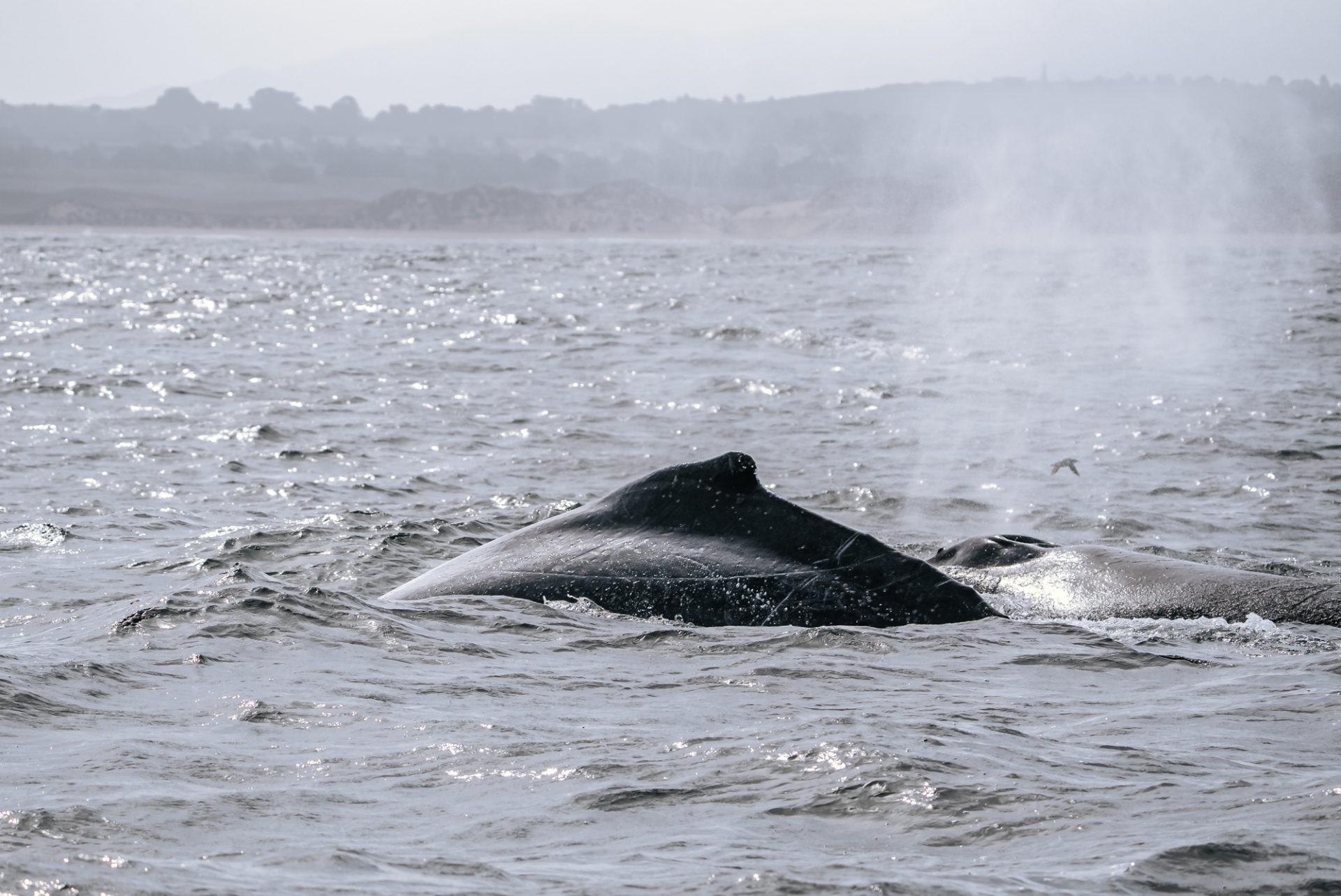 Humpback whale spotted on our tour with Discovery Whale Watch